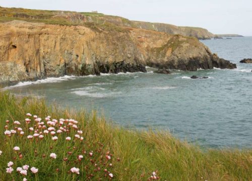 Coastal landscape with rocky cliffs and green hills meeting the sea at Knockmahon Cove. Pink wildflowers and grass adorn the foreground, while the ocean stretches to the horizon beneath a light gray sky.