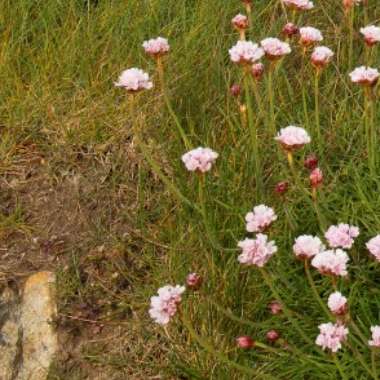 Pink wildflowers with round blooms stand in a patch of green grass, reminiscent of the serene beauty at Knockmahon Cove. A rocky section appears in the bottom left corner, contrasting with the delicate flowers.