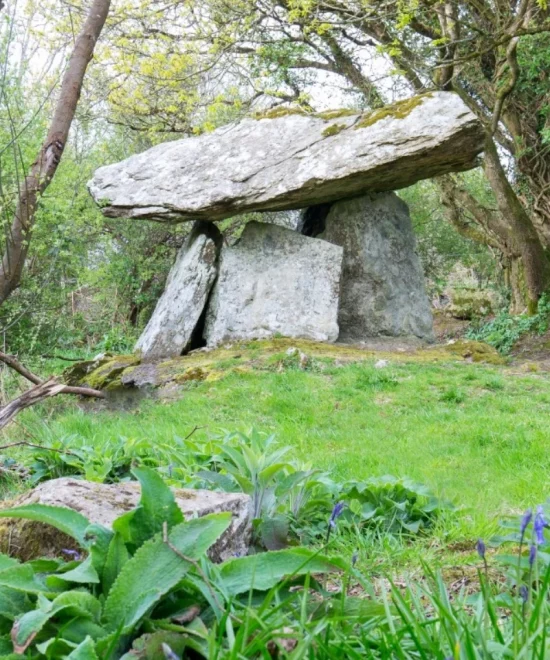 Nestled in the verdant heart of a leafy forest, this ancient dolmen stands as a testament to the archaeology of the Copper Coast. Large stone slabs form a table-like structure, encircled by bright greenery and purple flowers as sunlight filters through the trees.